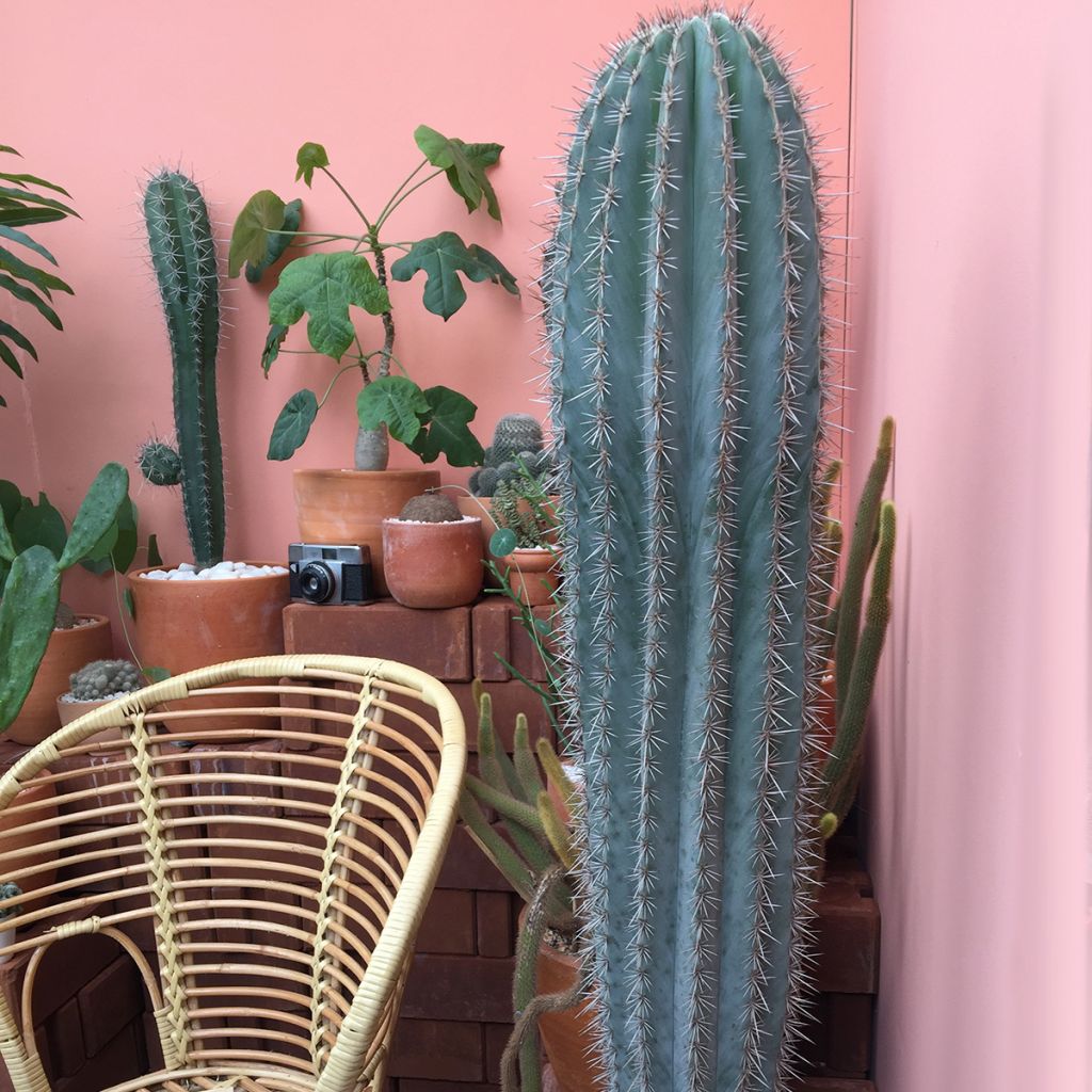 Pilosocereus azureus