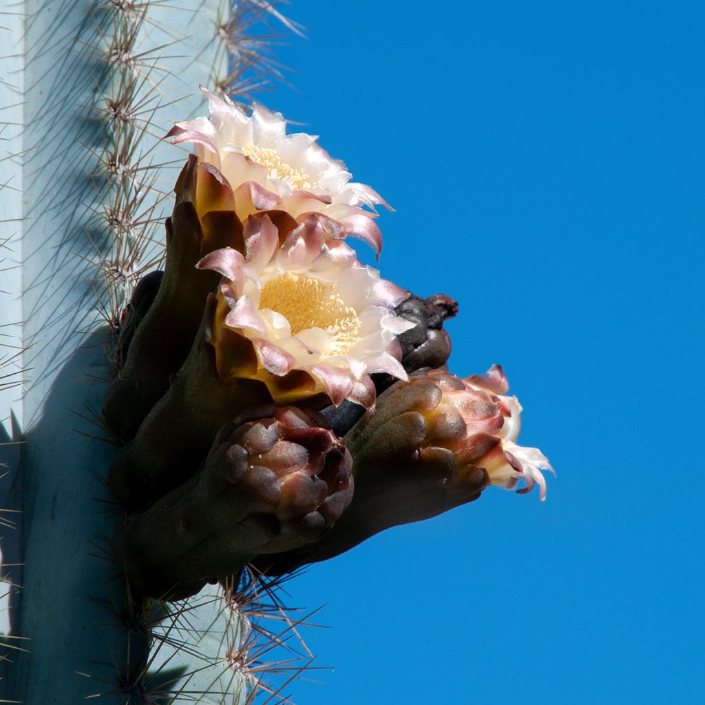 Pilosocereus azureus