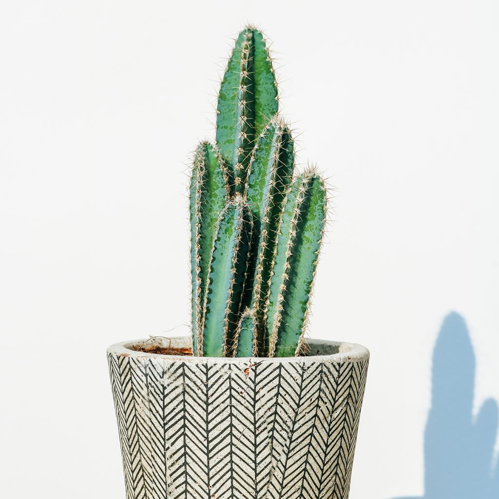 Pilosocereus azureus