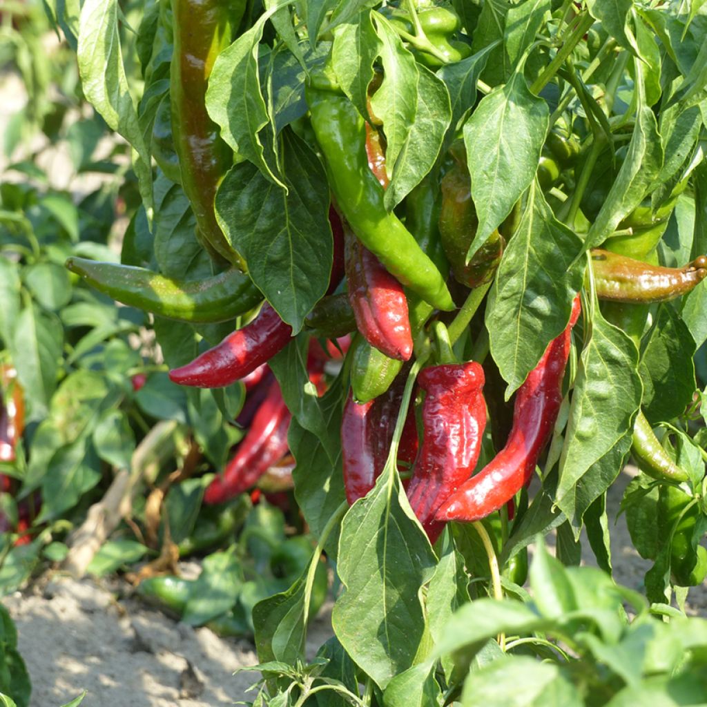 Chilipaprika Anaheim
