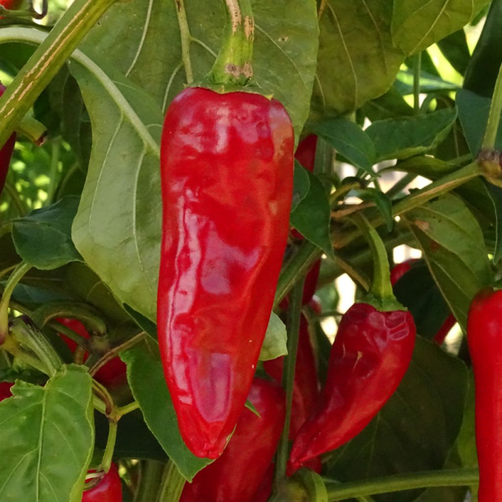 Chilipaprika Gorria luomu taimena