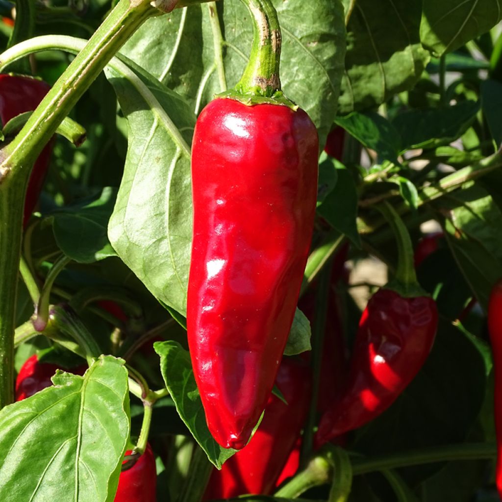 Chilipaprika Gorria luomu taimena