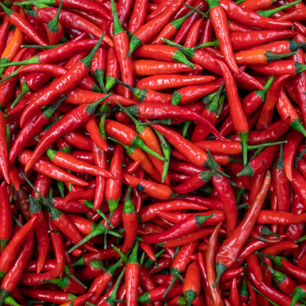 Chilipaprika Fuego F1