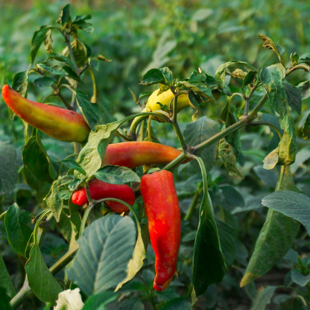 Chilipaprika Hungarian Yellow Wax Hot luomu