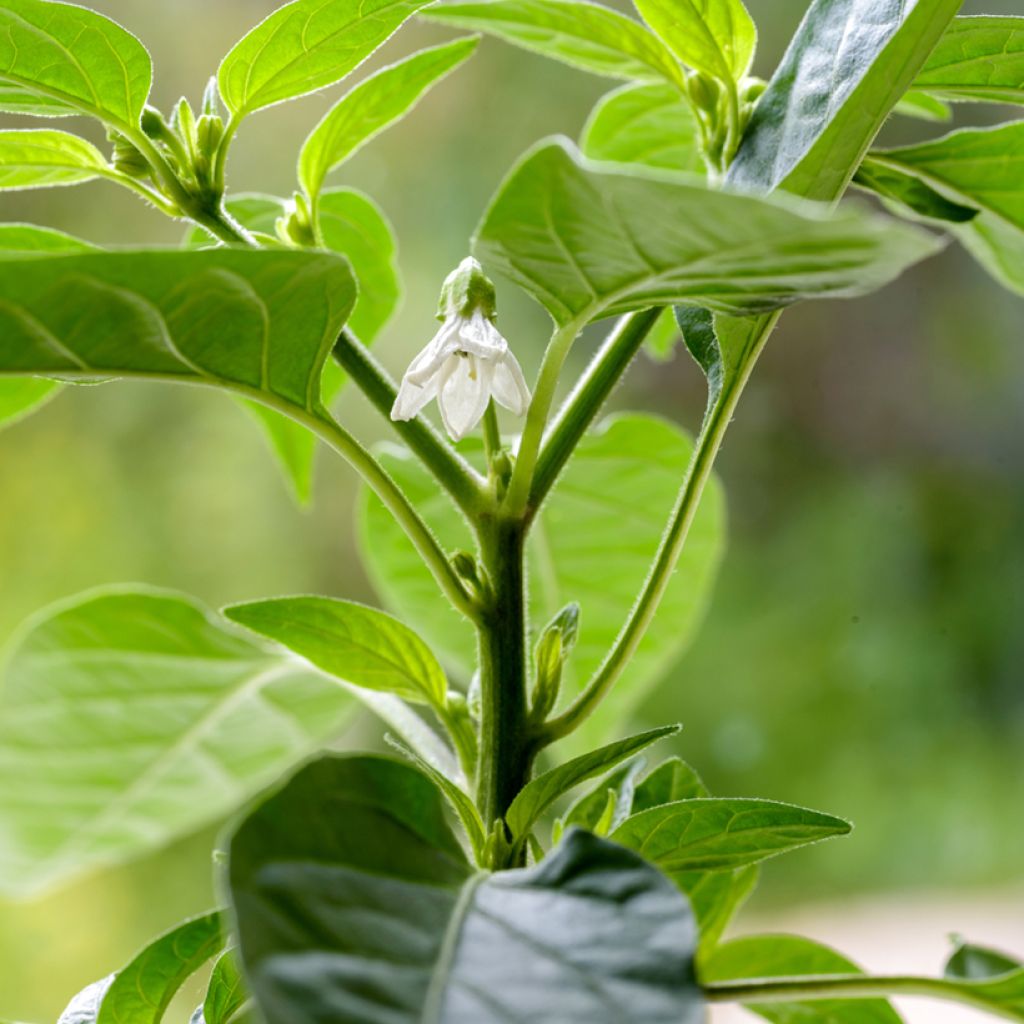 Chilipaprika Krakatoa
