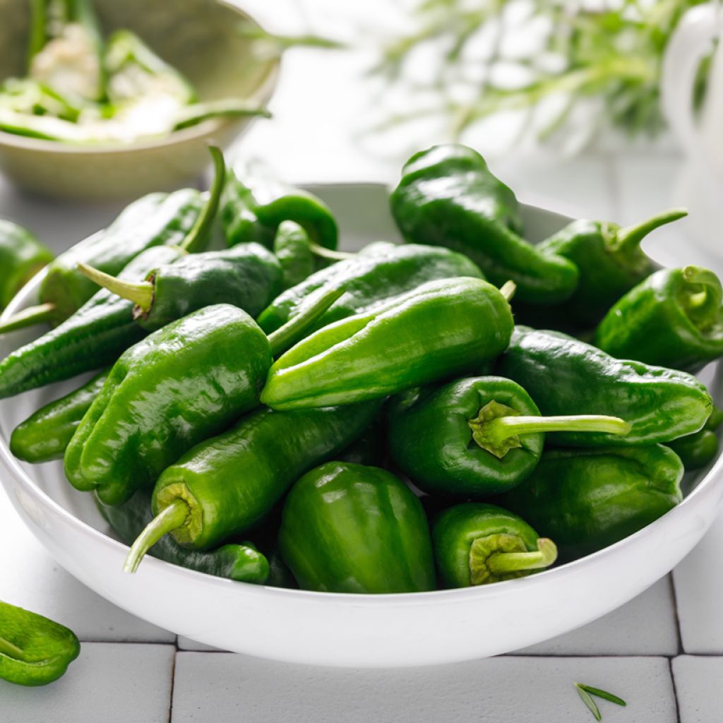 Chilipaprika Padron