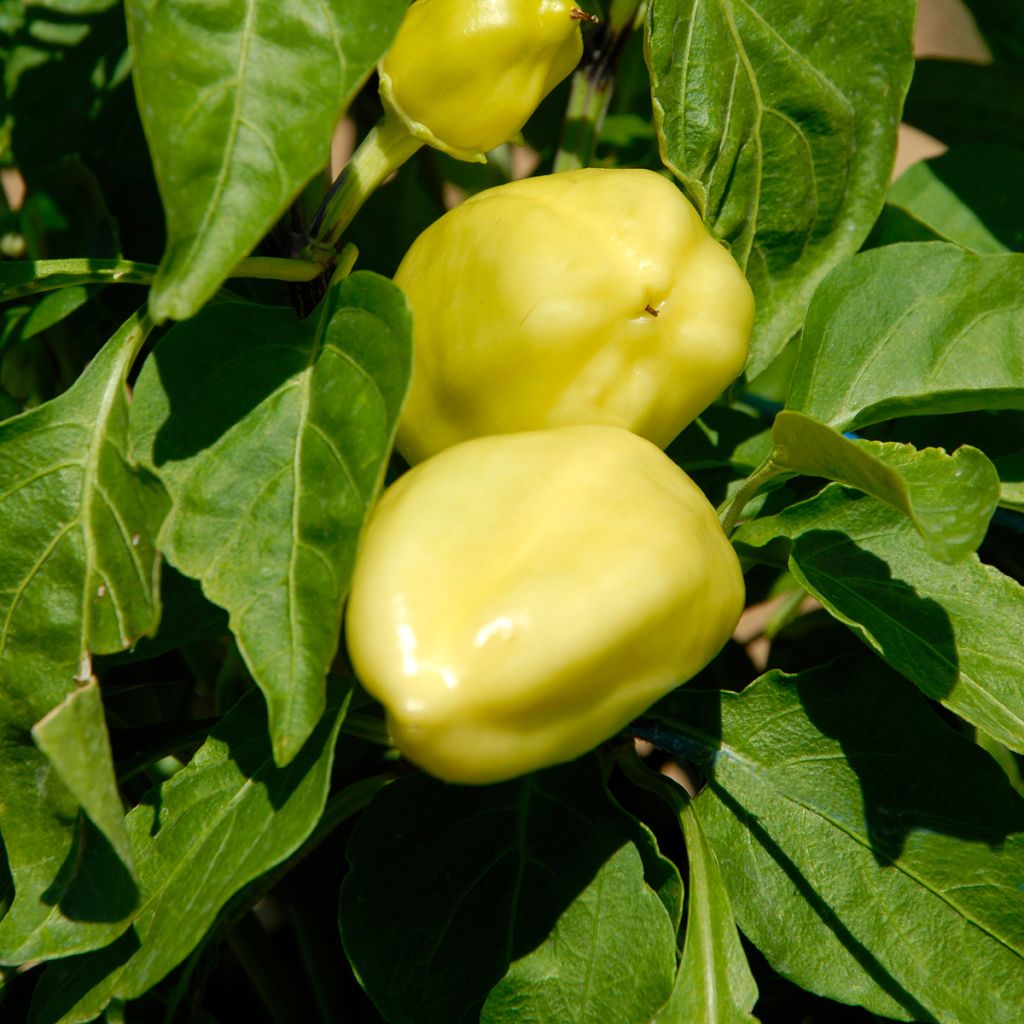 Maustepaprika Petit Marseillais