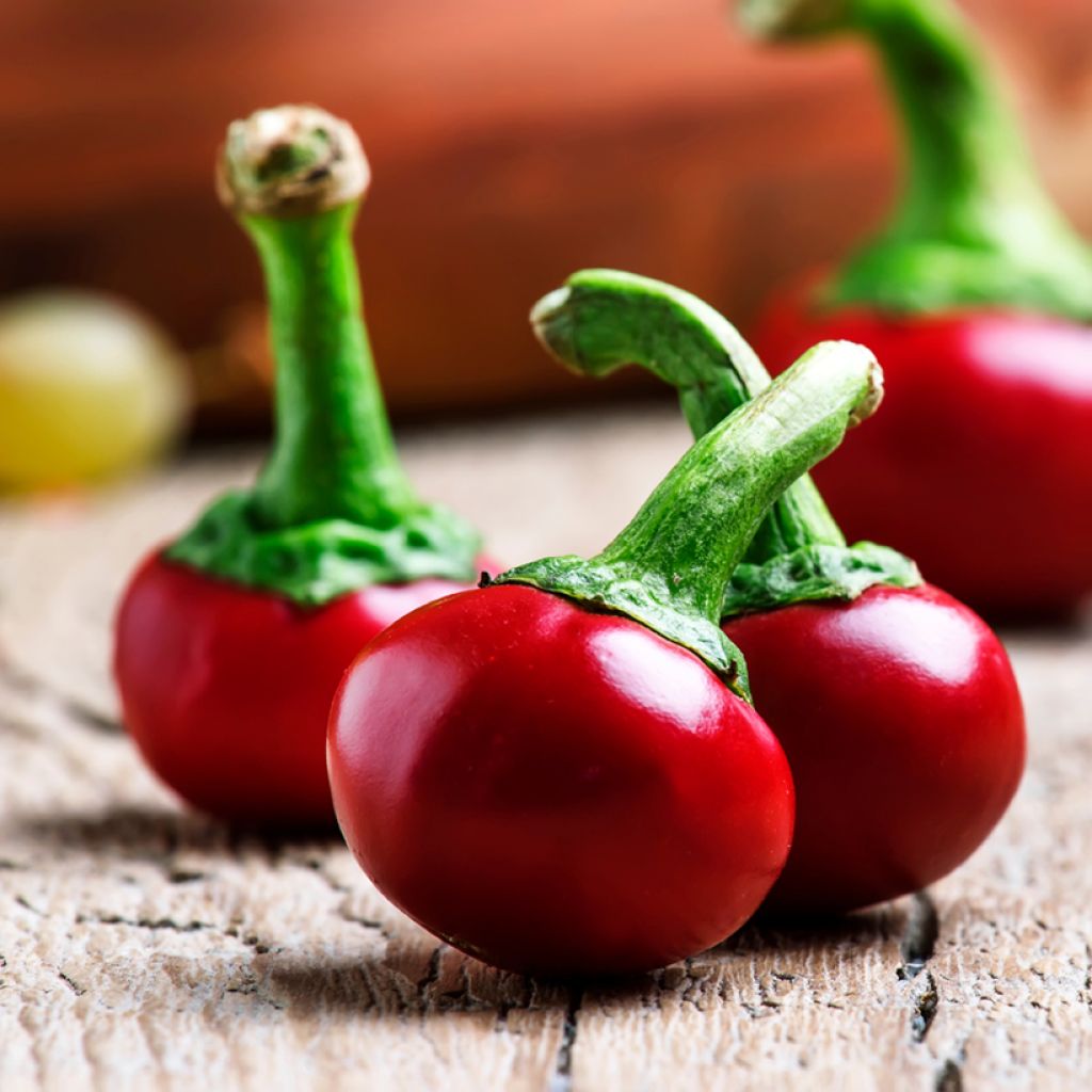 Pensaspaprika Red Cherry Small luomu - Ferme de Sainte Marthe