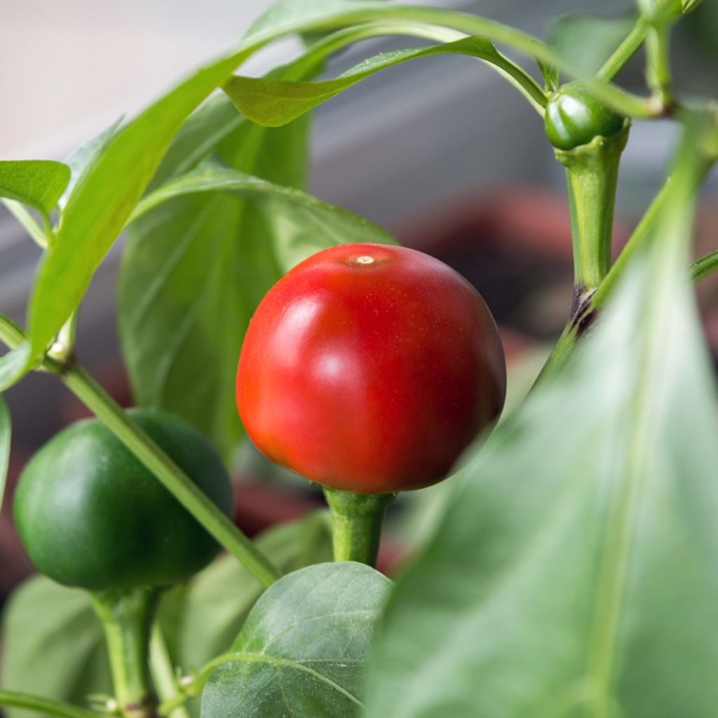 Pensaspaprika Red Cherry Small luomu - Ferme de Sainte Marthe