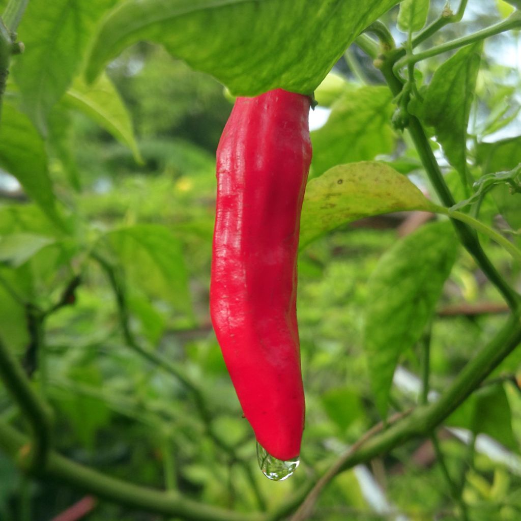 Chilipaprika Sucette de Provence