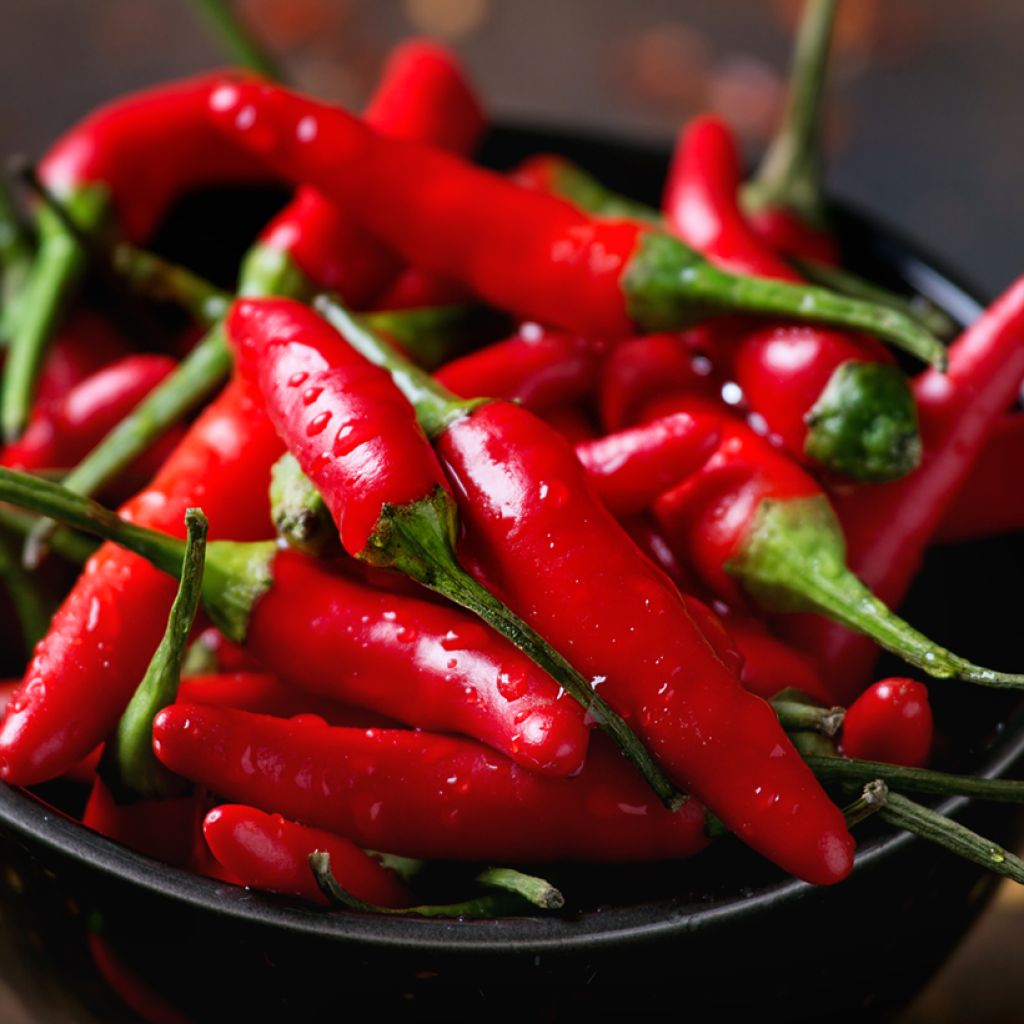 Chilipaprika Sucette de Provence