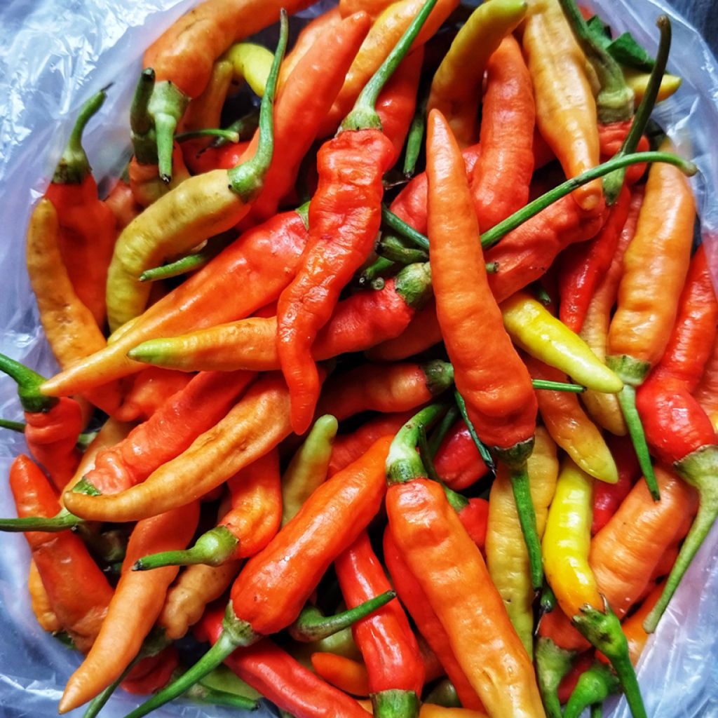 Chilipaprika Tabasco