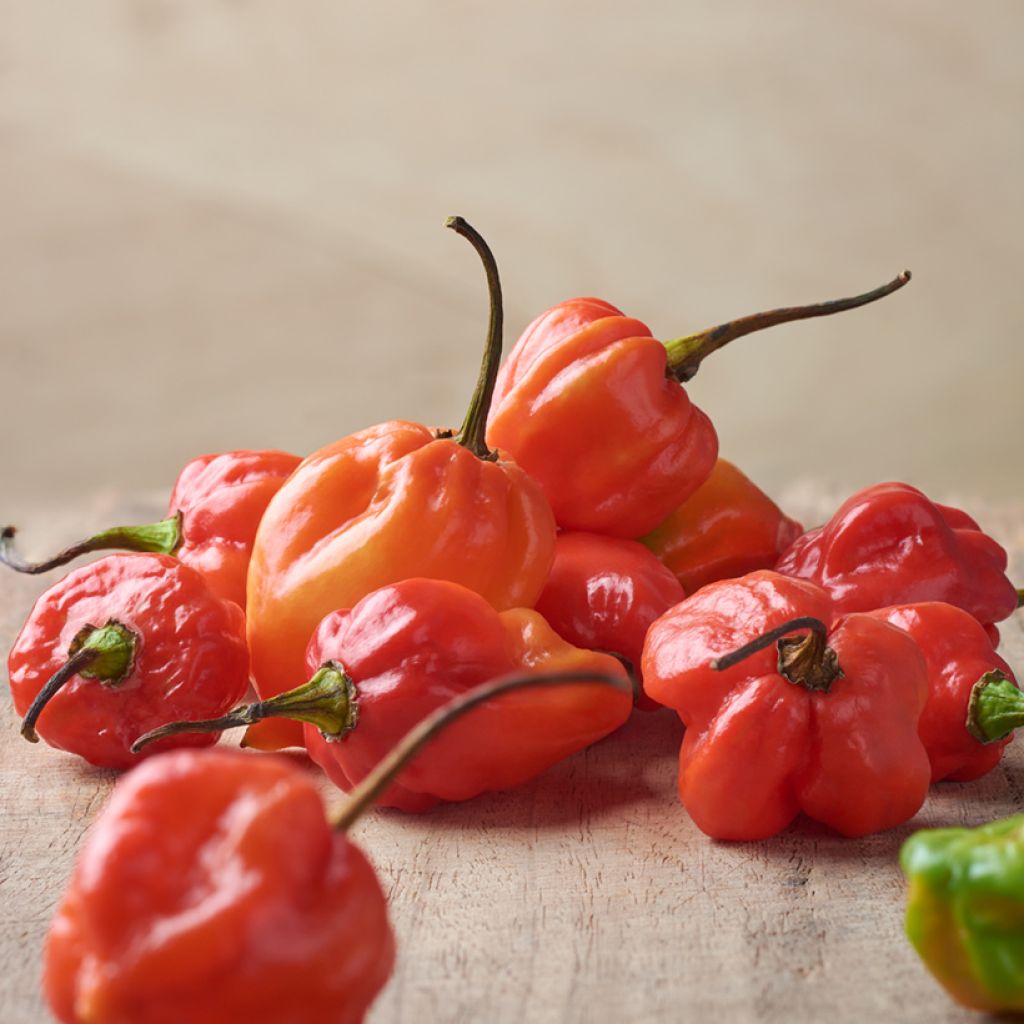 Chilipaprika Tropical Heat