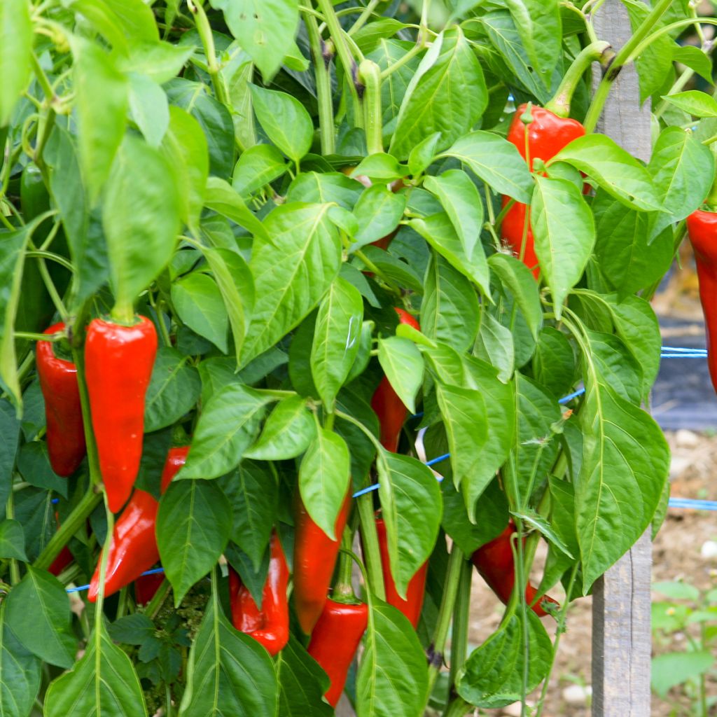 Chilipaprika Gorria