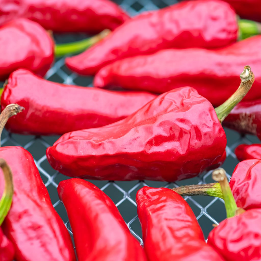 Chilipaprika Gorria