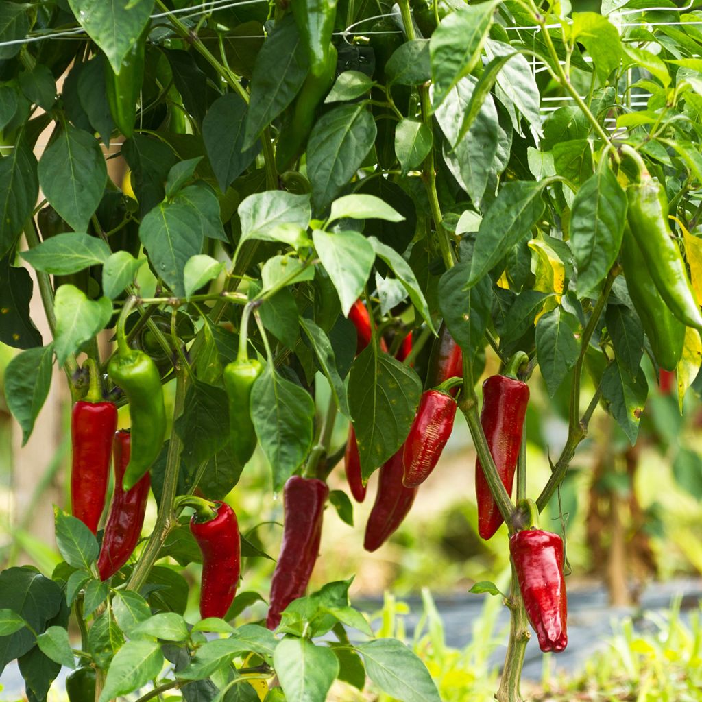 Chilipaprika Gorria