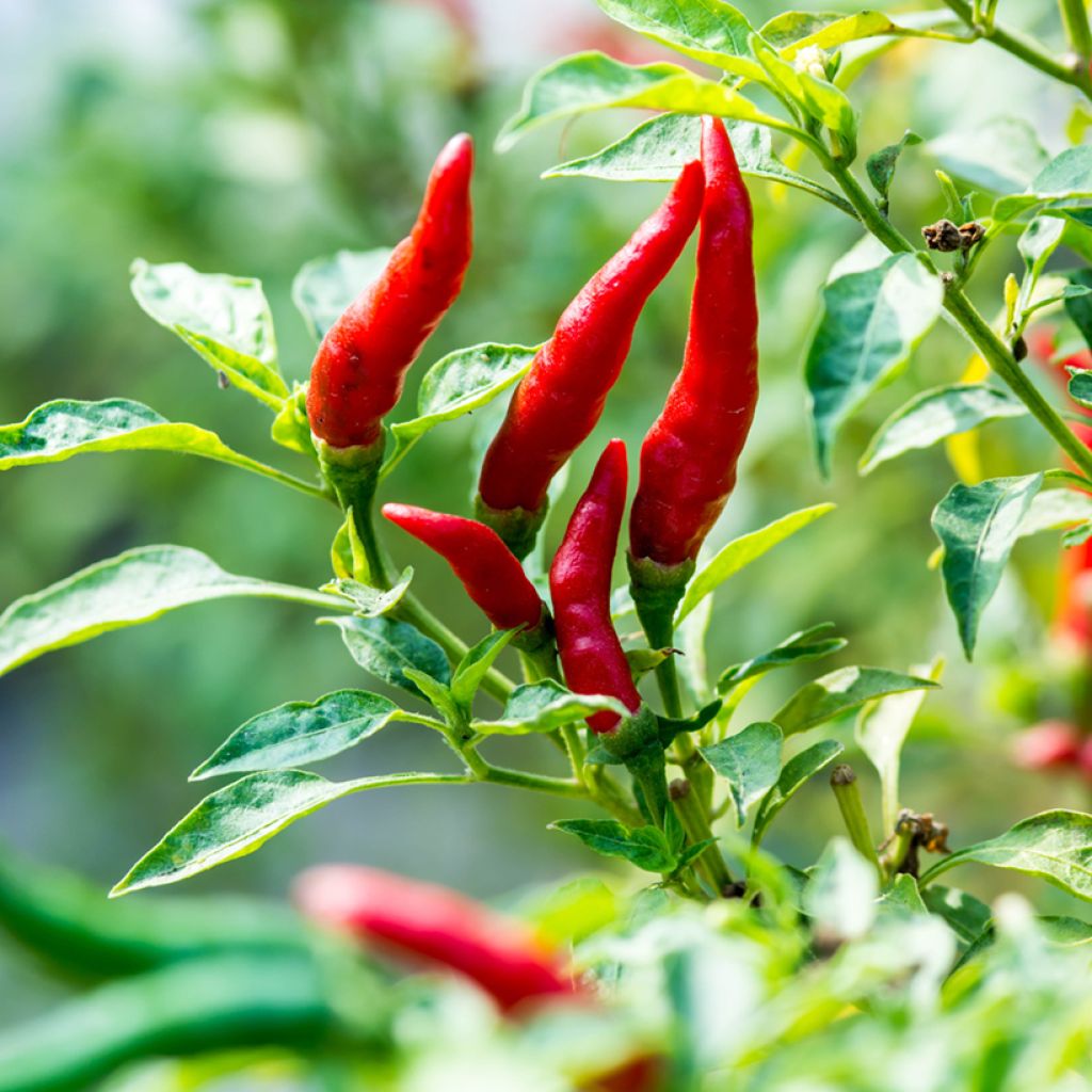 Chilipaprika de Cayenne luomu - Ferme de Sainte Marthe