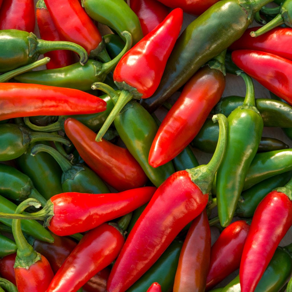 Maustepaprika Spadi F1 - Vilmorin