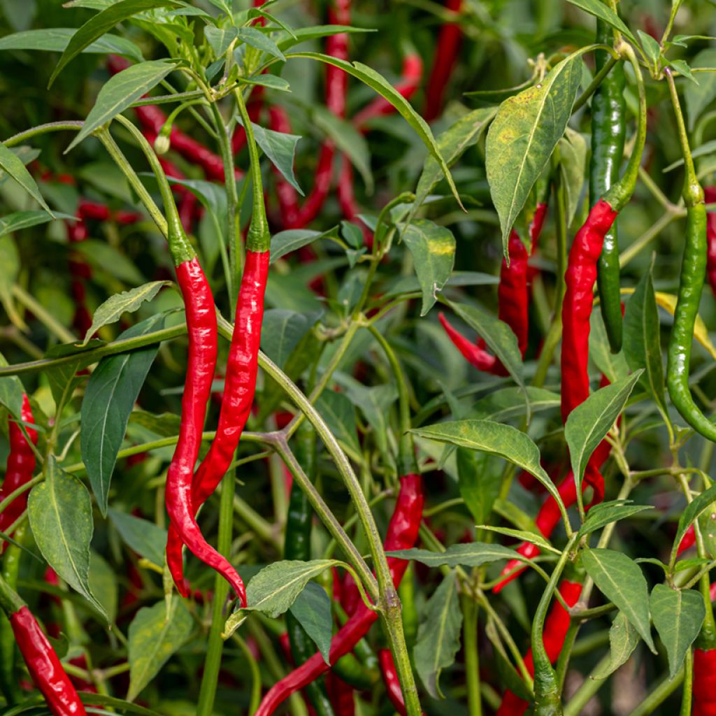Maustepaprika Long des Landes