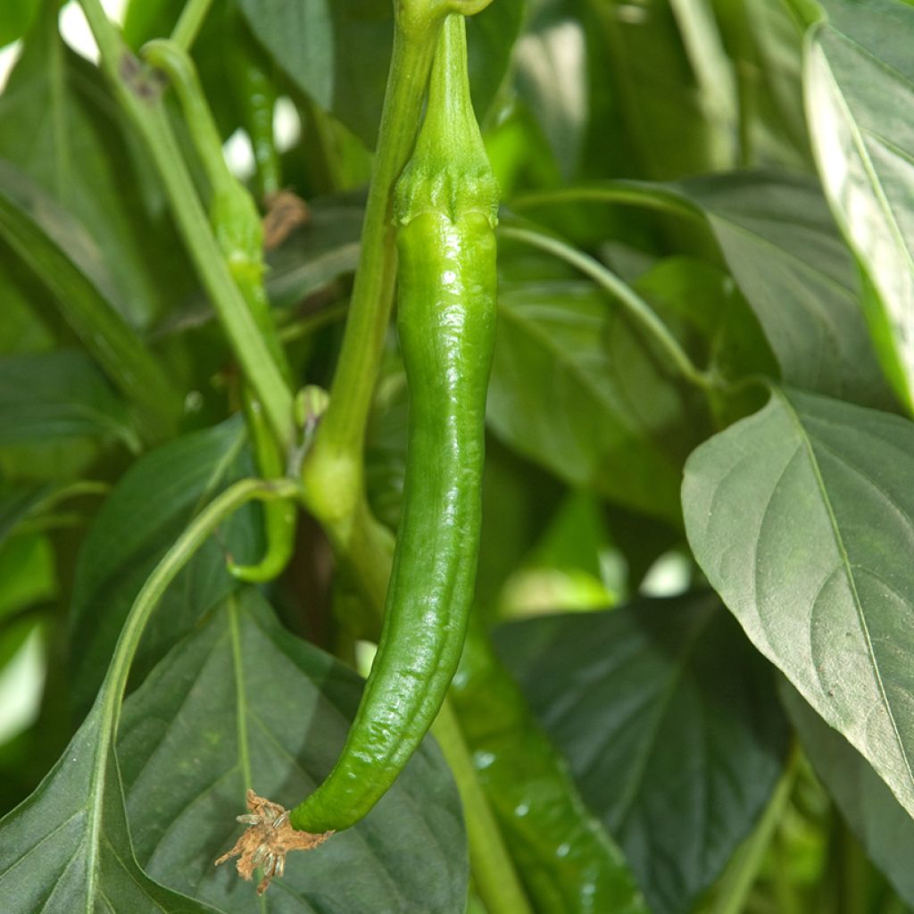 Maustepaprika Long des Landes