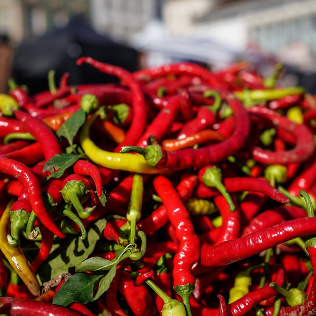 Maustepaprika Long des Landes - Vilmorin