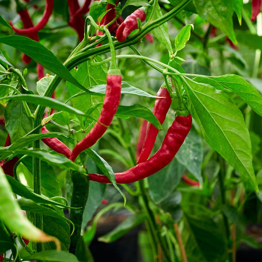 Maustepaprika Long des Landes taimena