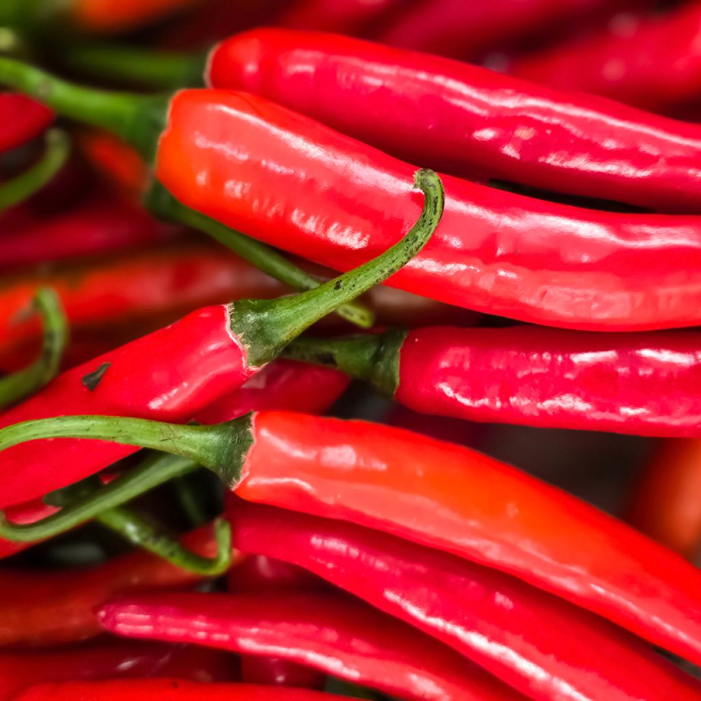 Maustepaprika Long des Landes taimena