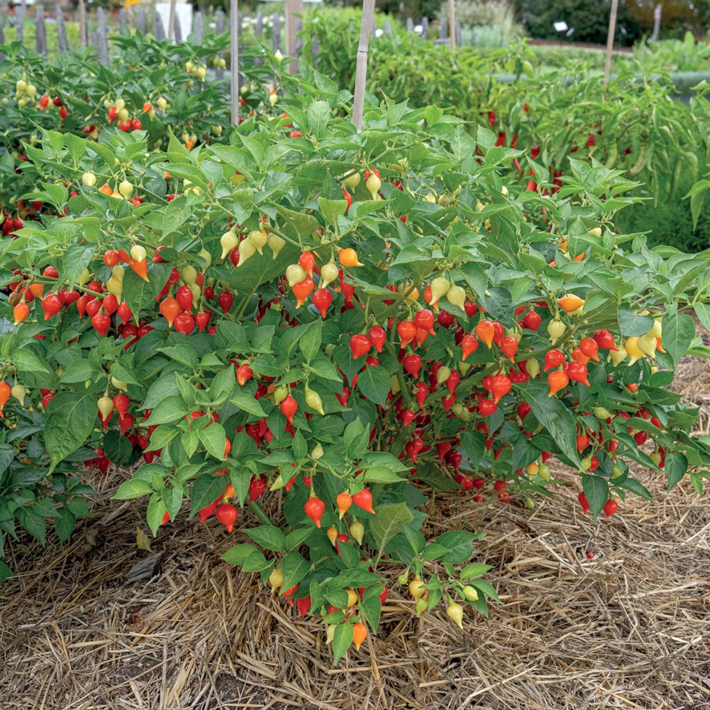 Pensaspaprika Button Red taimena