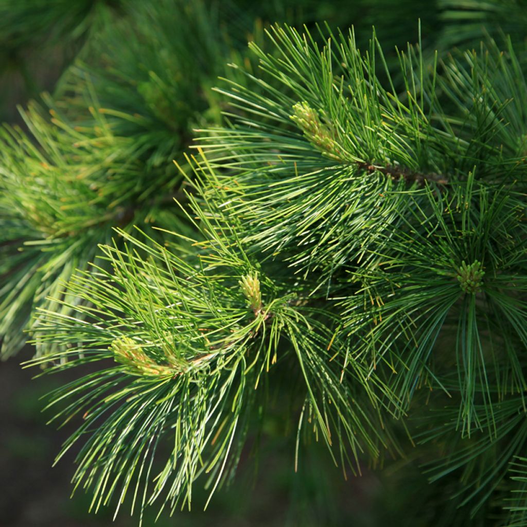 Kiinansembra - Pinus armandii