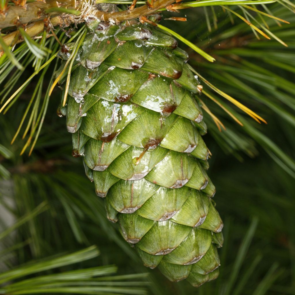 Kiinansembra - Pinus armandii