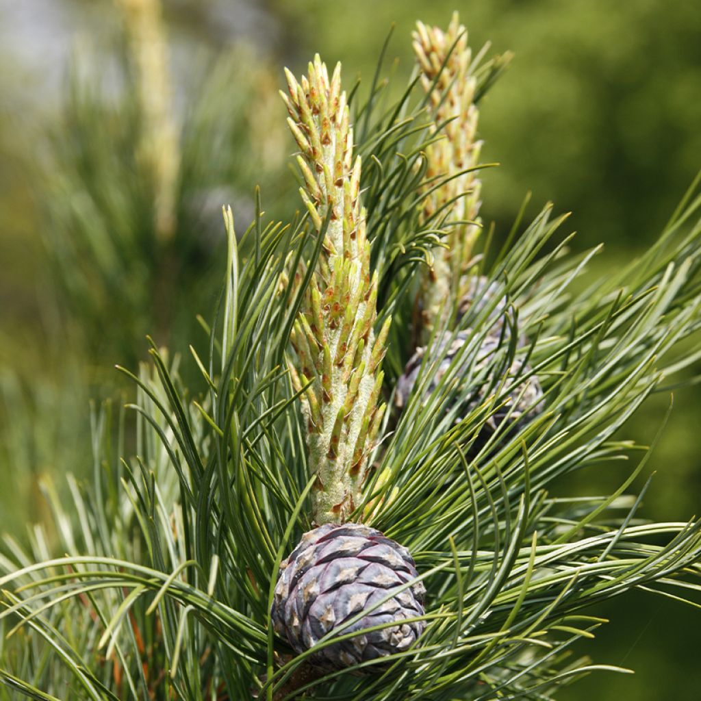 Sembramänty - Pinus cembra
