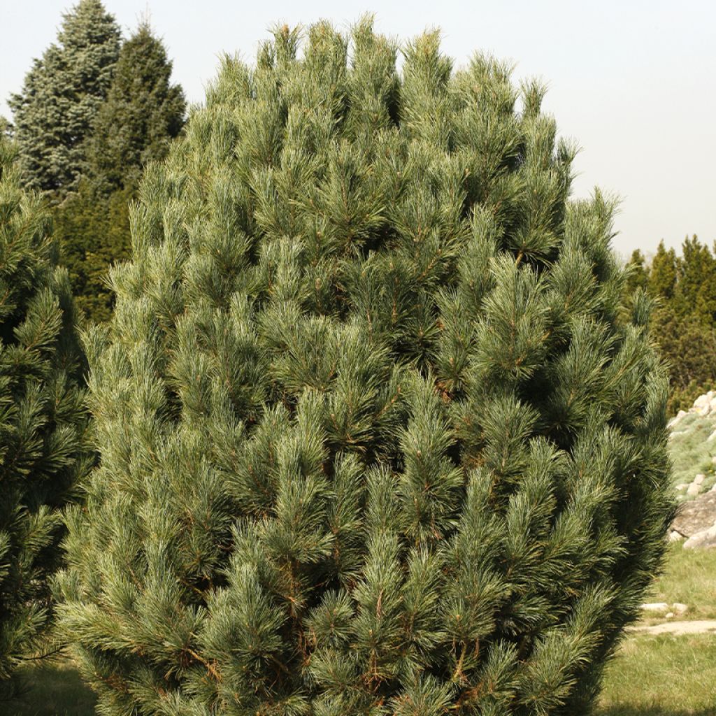 Sembramänty - Pinus cembra