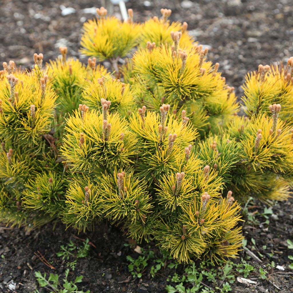 Vuorimänty Nana Balcanica Aurea