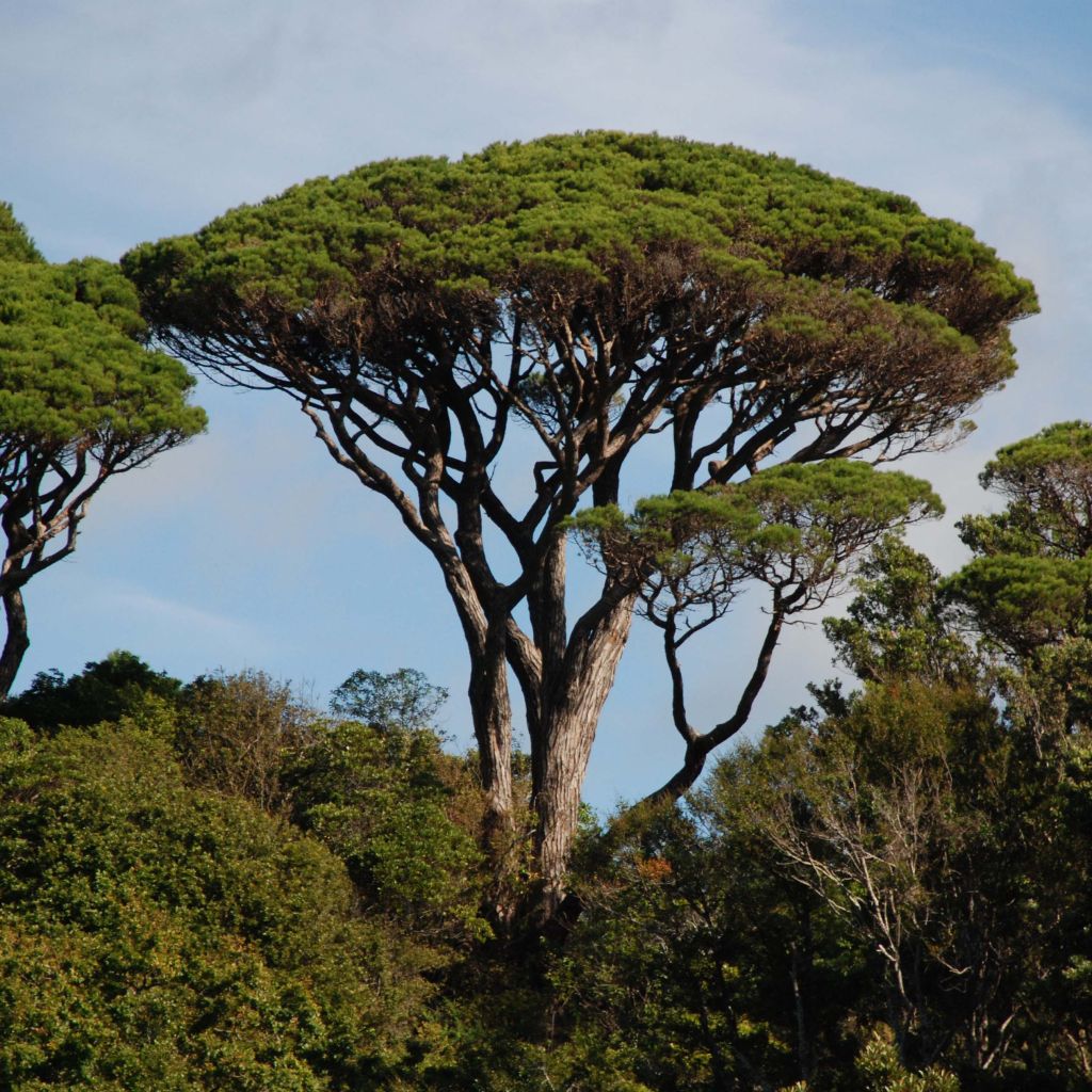 Pinja - Pinus pinea