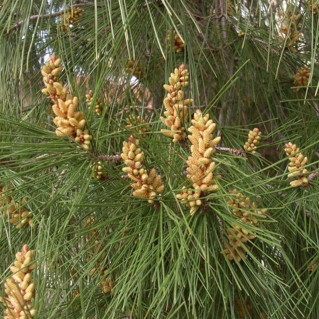 Pinja - Pinus pinea