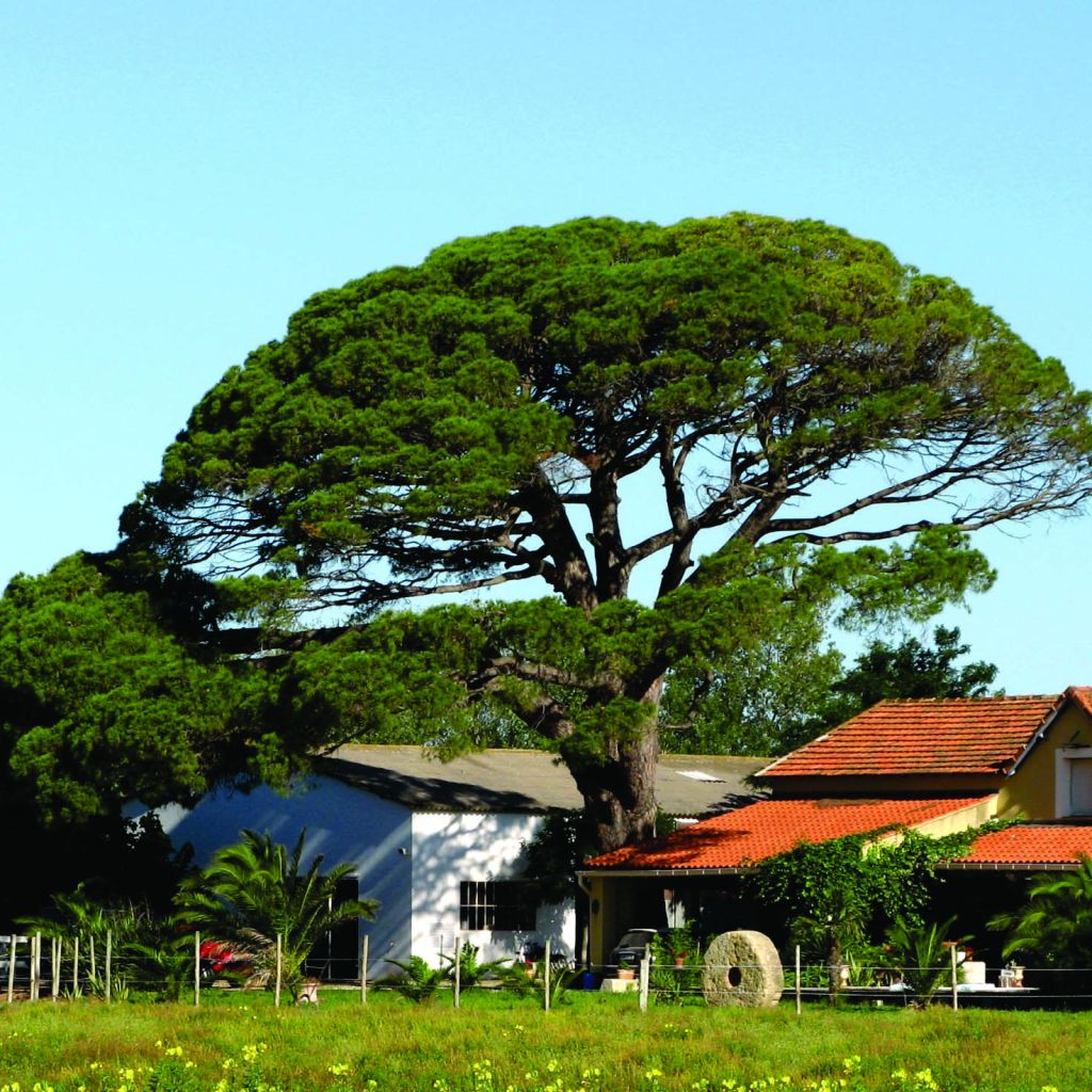 Pinja - Pinus pinea