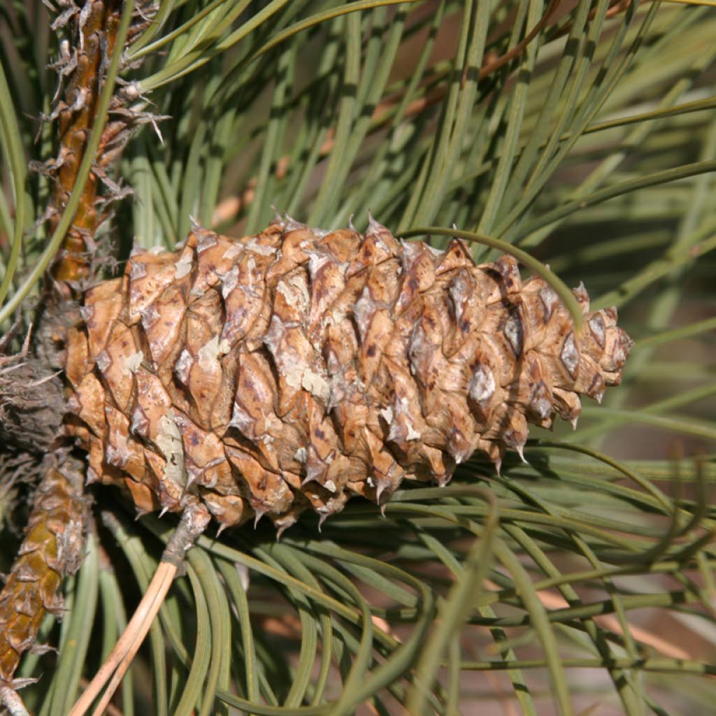 Keltamänty - Pinus ponderosa