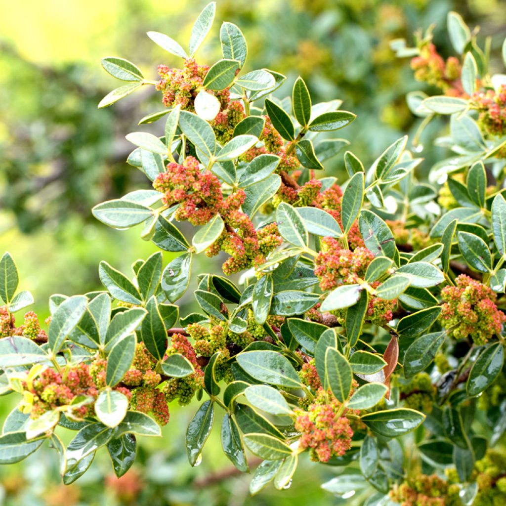 Mastiksipistaasi - Pistacia lentiscus