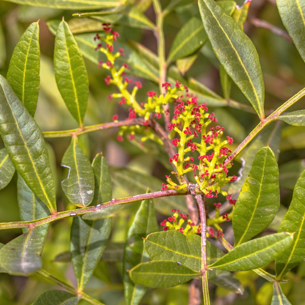 Mastiksipistaasi - Pistacia lentiscus