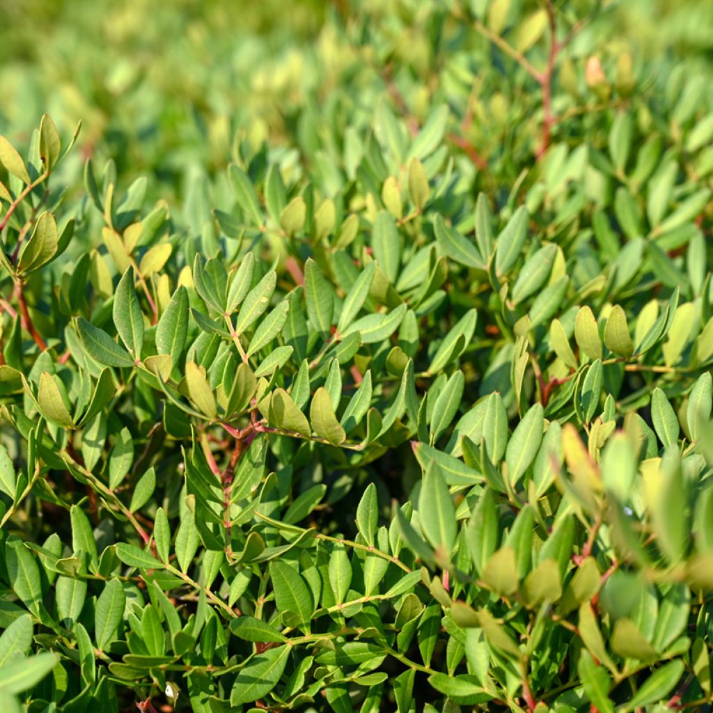 Mastiksipistaasi - Pistacia lentiscus