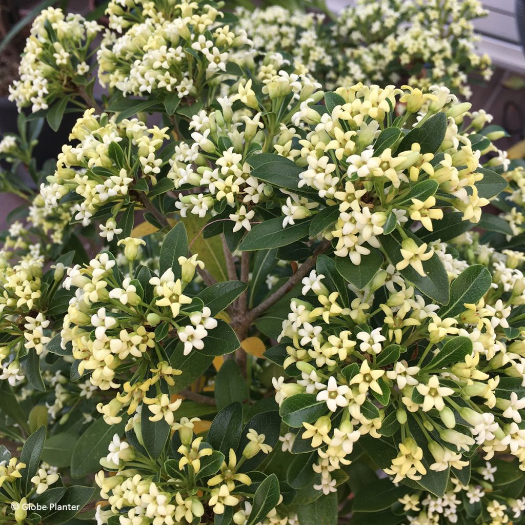 Pittosporum Jule1 Green Mound