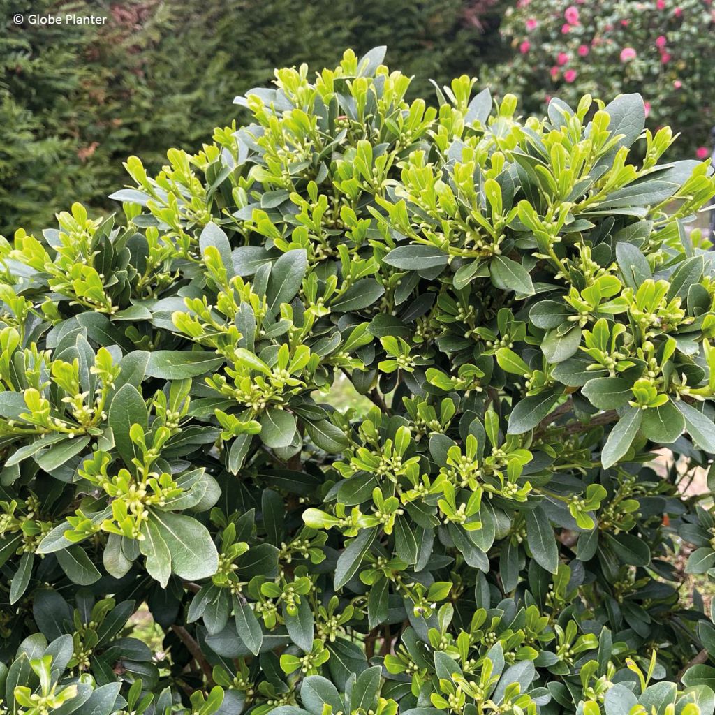 Pittosporum Jule1 Green Mound