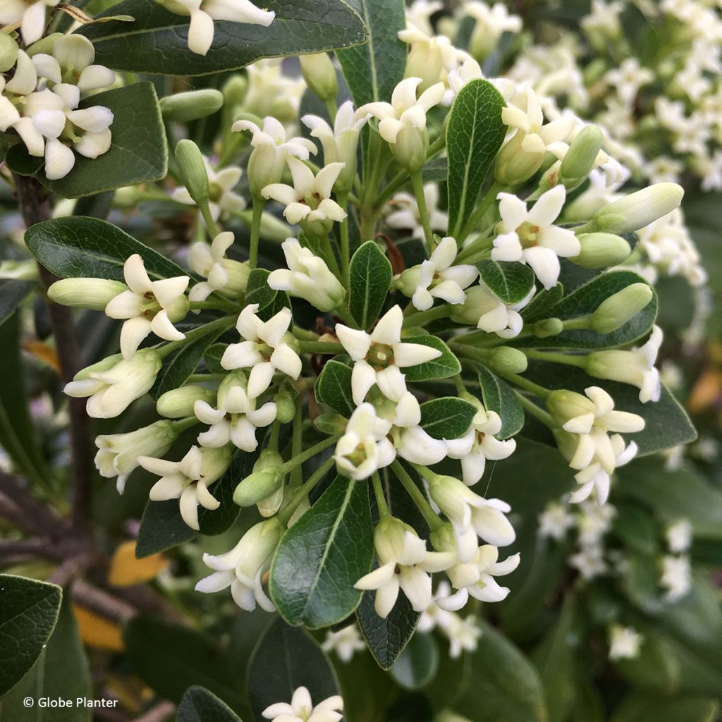 Pittosporum Jule1 Green Mound