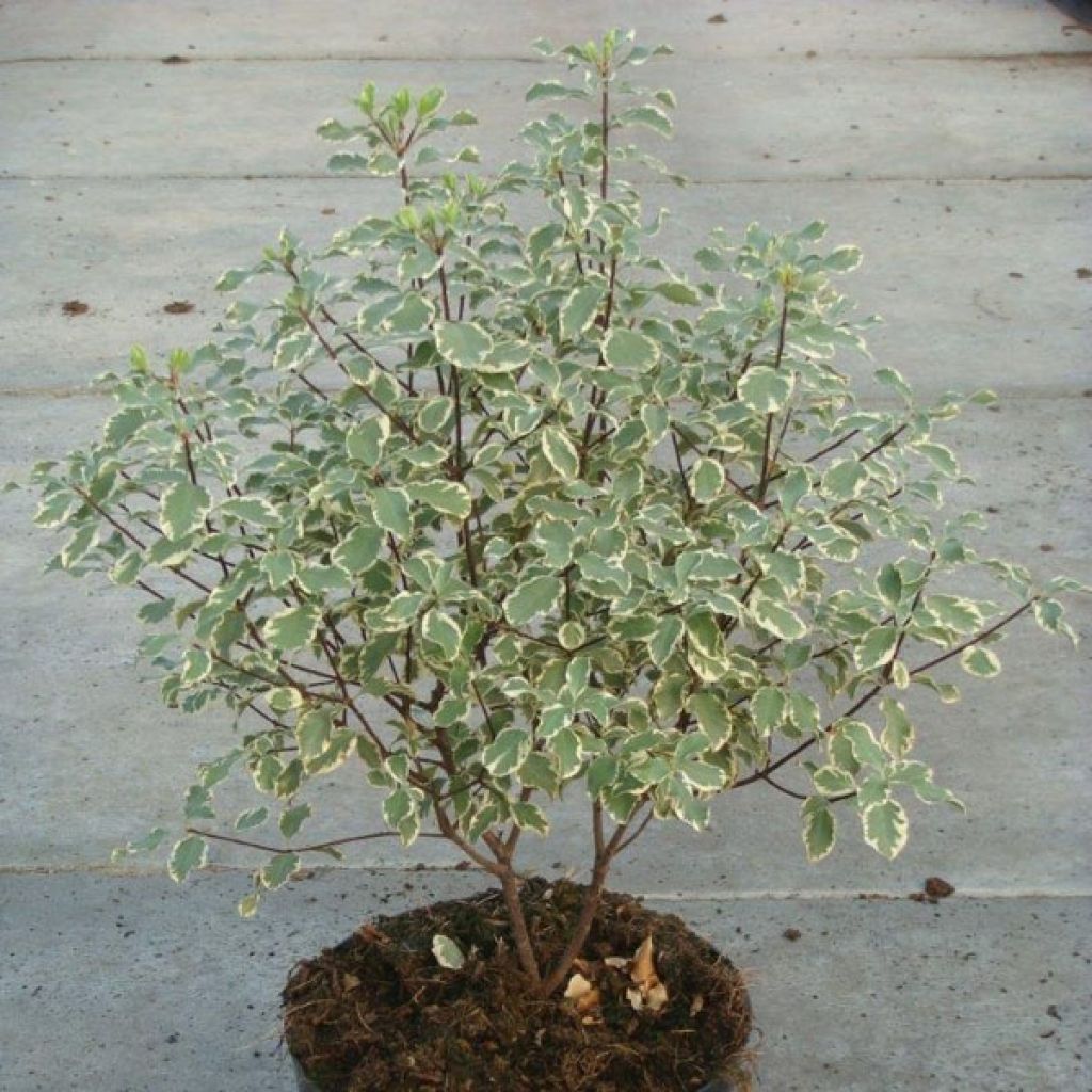 Poimukielopuu Variegatum
