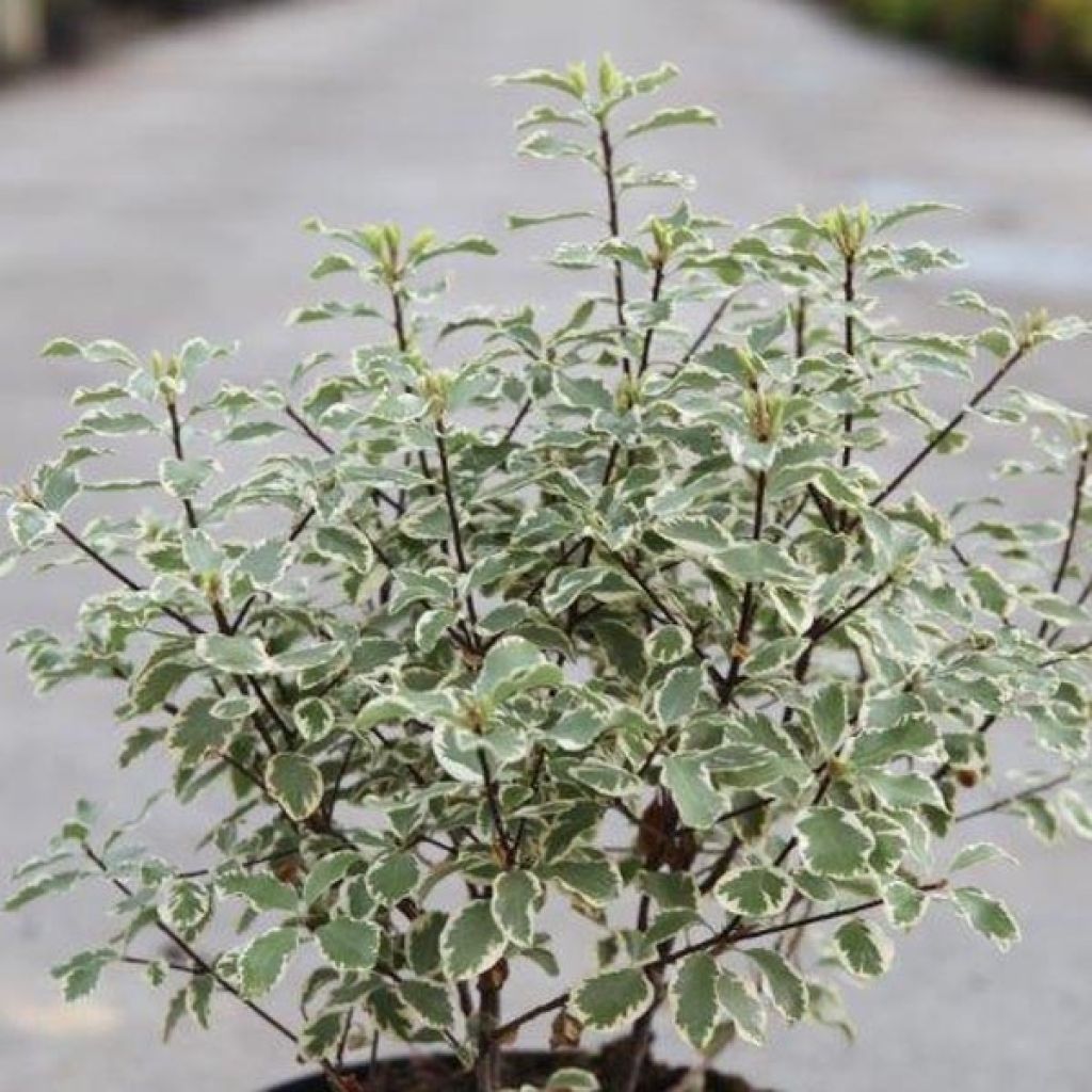 Poimukielopuu Variegatum