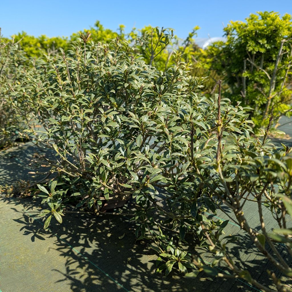 Pittosporum heterophyllum Quissac