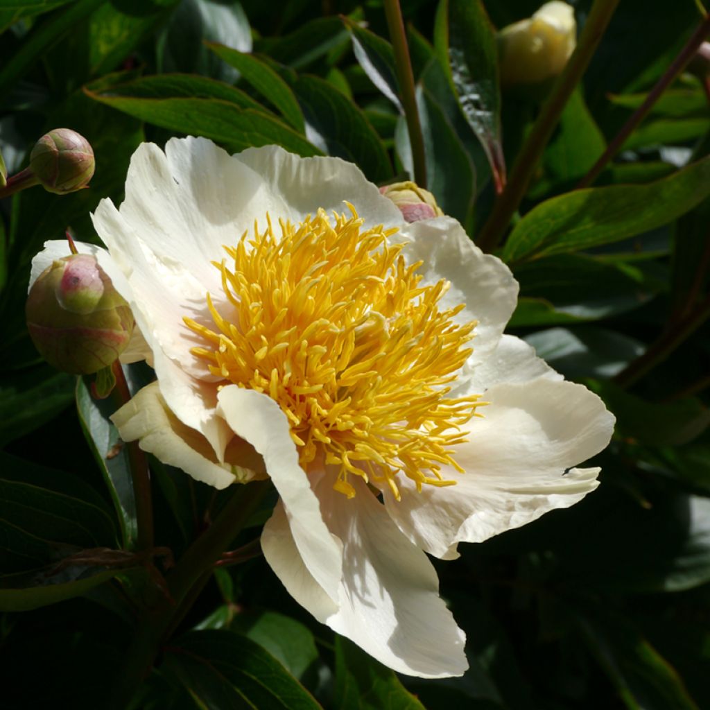 Kiinanpioni Claire de Lune