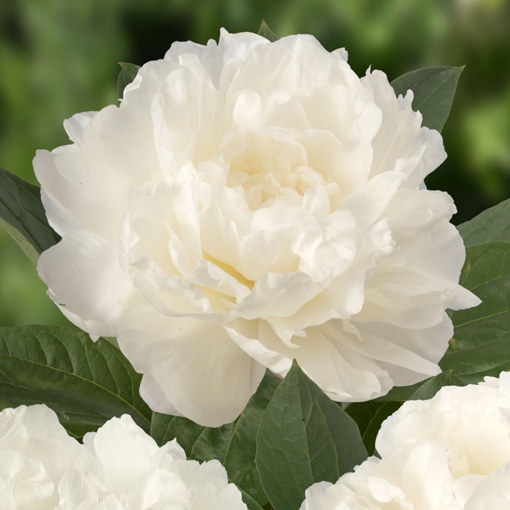 Kiinanpioni Fringed Ivory