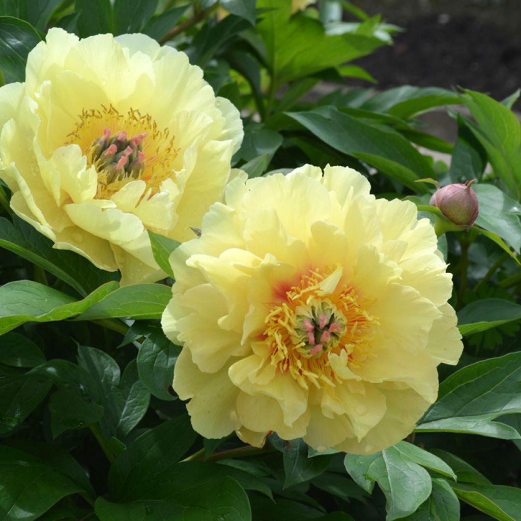 Itoh-pensaspioni Garden Treasure