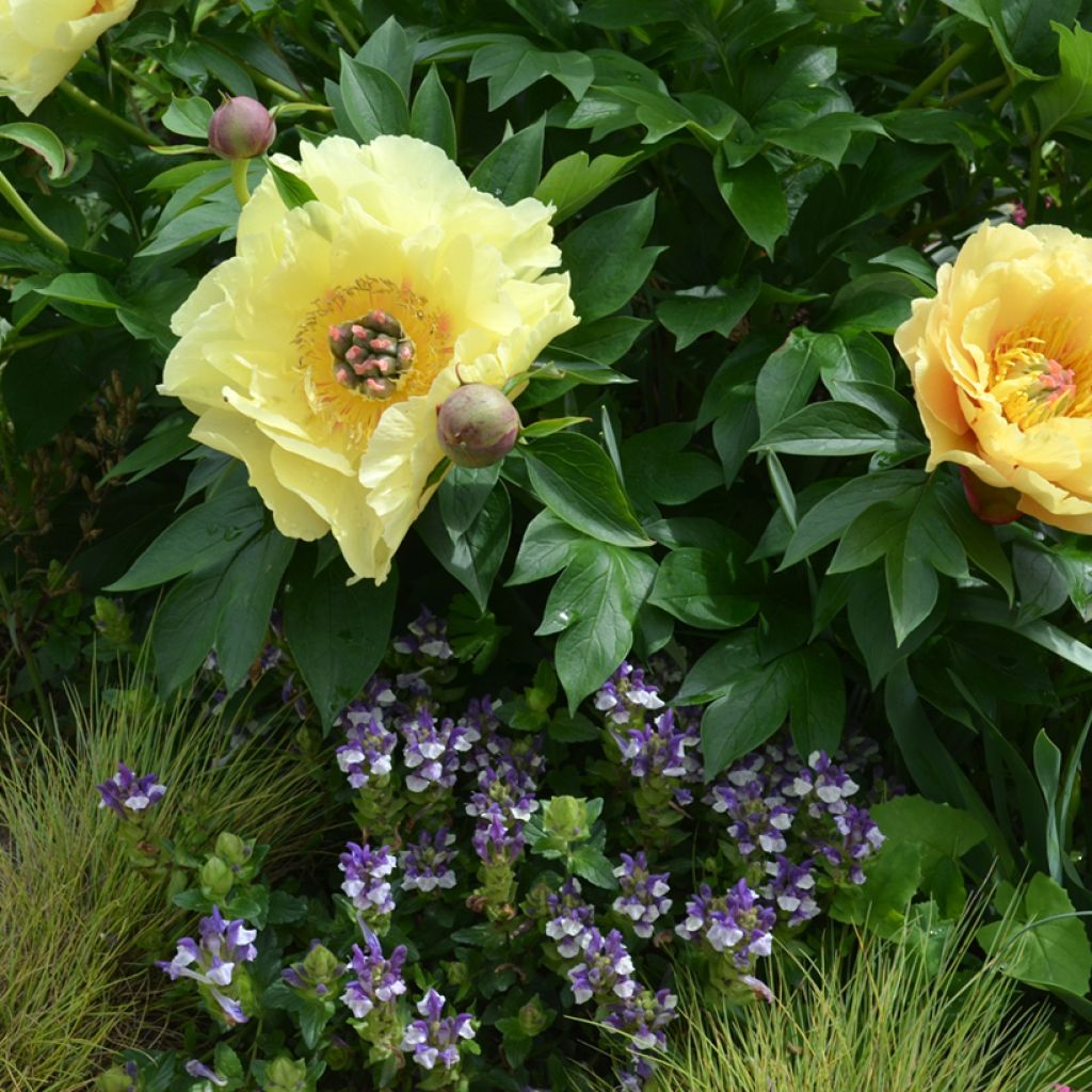 Itoh-pensaspioni Garden Treasure